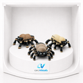Araña saltarina